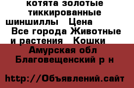 котята золотые тиккированные шиншиллы › Цена ­ 8 000 - Все города Животные и растения » Кошки   . Амурская обл.,Благовещенский р-н